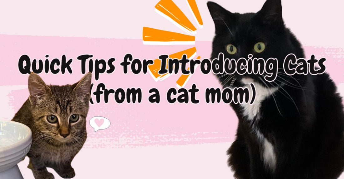 Introducing Cats: Making Sure My Cat Won’t Murder the New Kitten