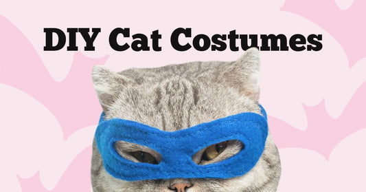 The Ultimate List of DIY Cat Costumes for Halloween