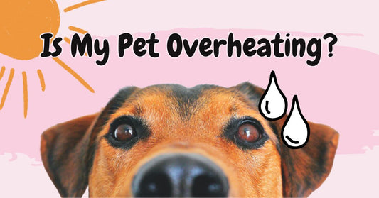 Is My Pet Overheating? Keep Pets Cool This Summer With Recipes, Remedies, and More