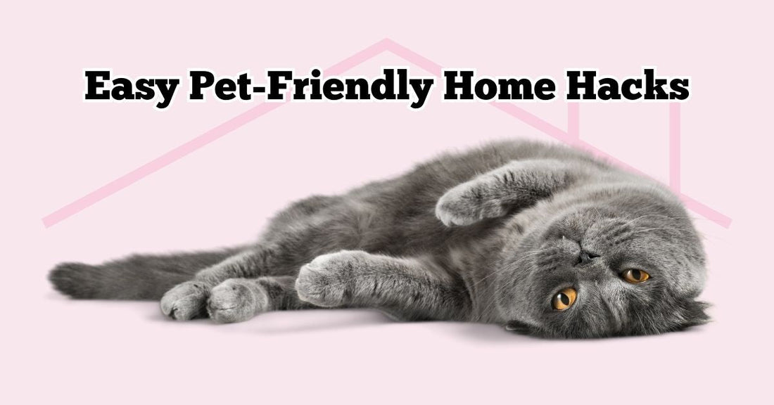 Easy Pet-Friendly Home Hacks You Haven't Tried
