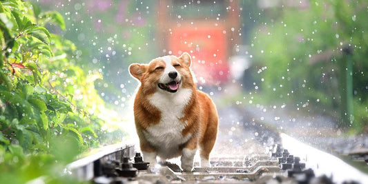 Why Does My Dog Keep Sneezing? The Curious Case of Doggy Sneezes