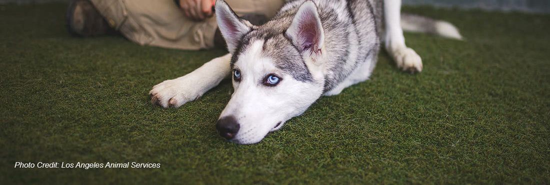 Hollywood's Heart: City Animal Shelters in Los Angeles