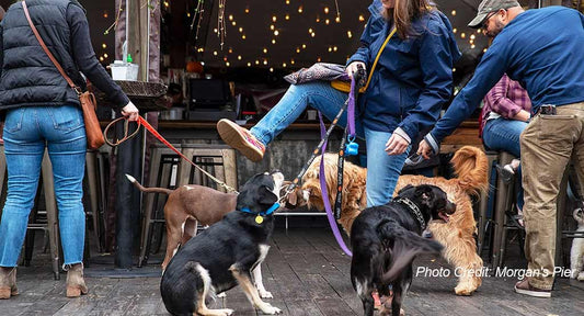 Philly on a Leash: Dog-Friendly Restaurants and Cafes in Philadelphia