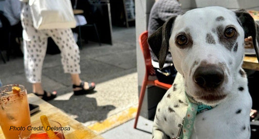Tail-Wagging Happy Hours: Dog-Friendly Restaurants and Cafes in San Francisco