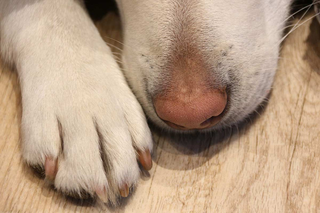 Dogs Licking Their Paws: Understanding This Common Canine Habit