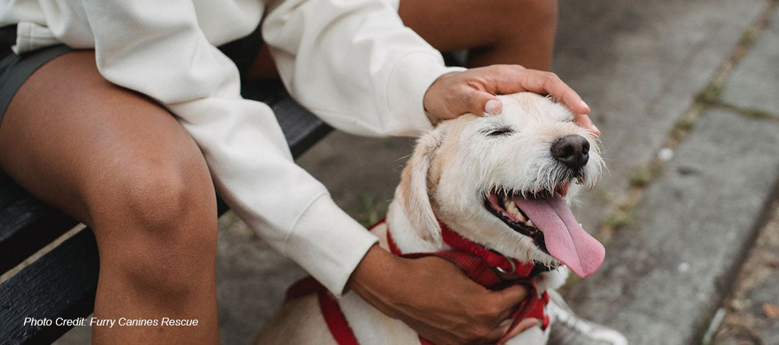 City Animal Shelters in Anaheim and Their Disney-Inspired Magic
