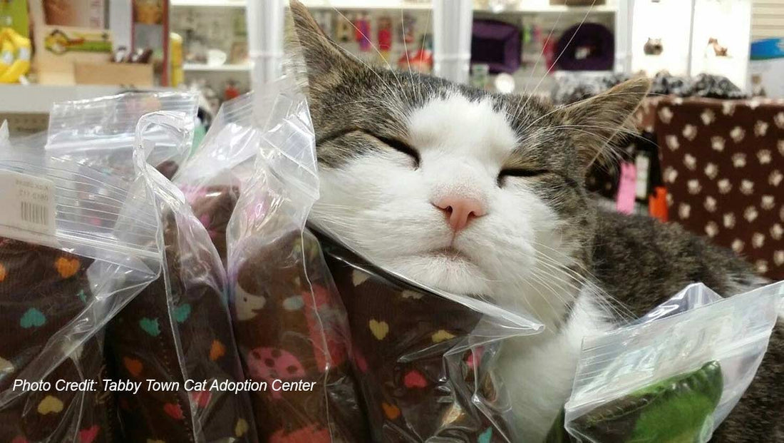 Discovering Buffalo's Heartwarming City Animal Shelters