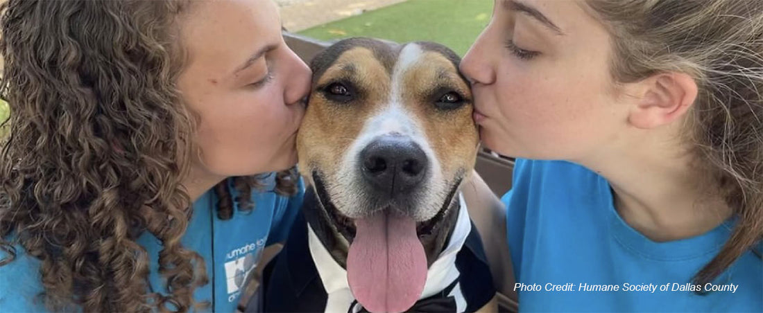 Rescue a Life: City Animal Shelters in Dallas