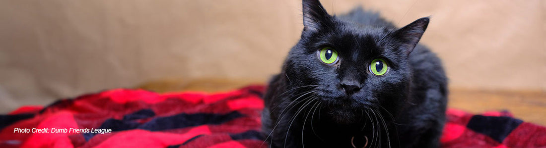 Mile High Woofs and Meows: Inside the City Animal Shelters of Denver