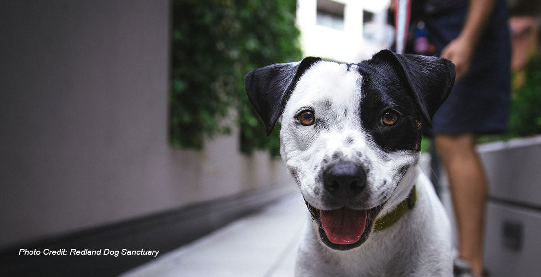Miami Heartbeat: Inside Magic City's Most Compassionate Animal Shelters