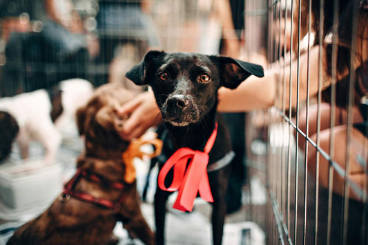 Find Your Forever Friend: Philadelphia Animal Shelters