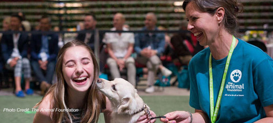 Viva Paws Vegas: Discovering the City Animal Shelters of Las Vegas
