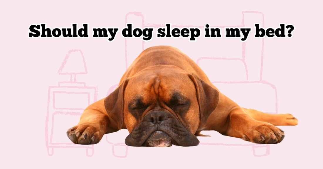 Is sleeping with my dog ACTUALLY a good idea?