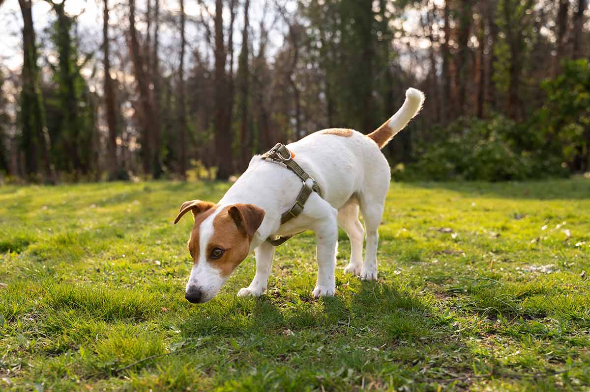 Why Does My Dog Eat Grass? What Drives Dogs to Graze – Char and Whiskers