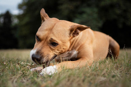 Why Does My Dog Eat Poop? A Quick Guide on How to Stop It