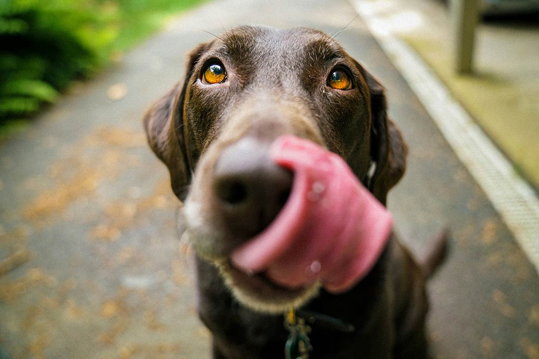Why Does My Dog Lick My Feet? Decoding Dog Behavior