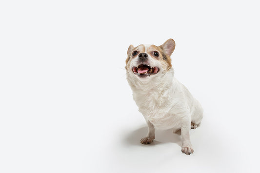 Why Does My Dog Shake? Unraveling Canine Shivers