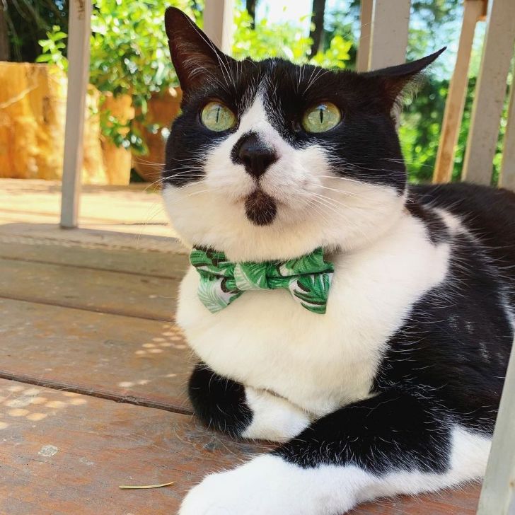 Small Pet Bow Tie