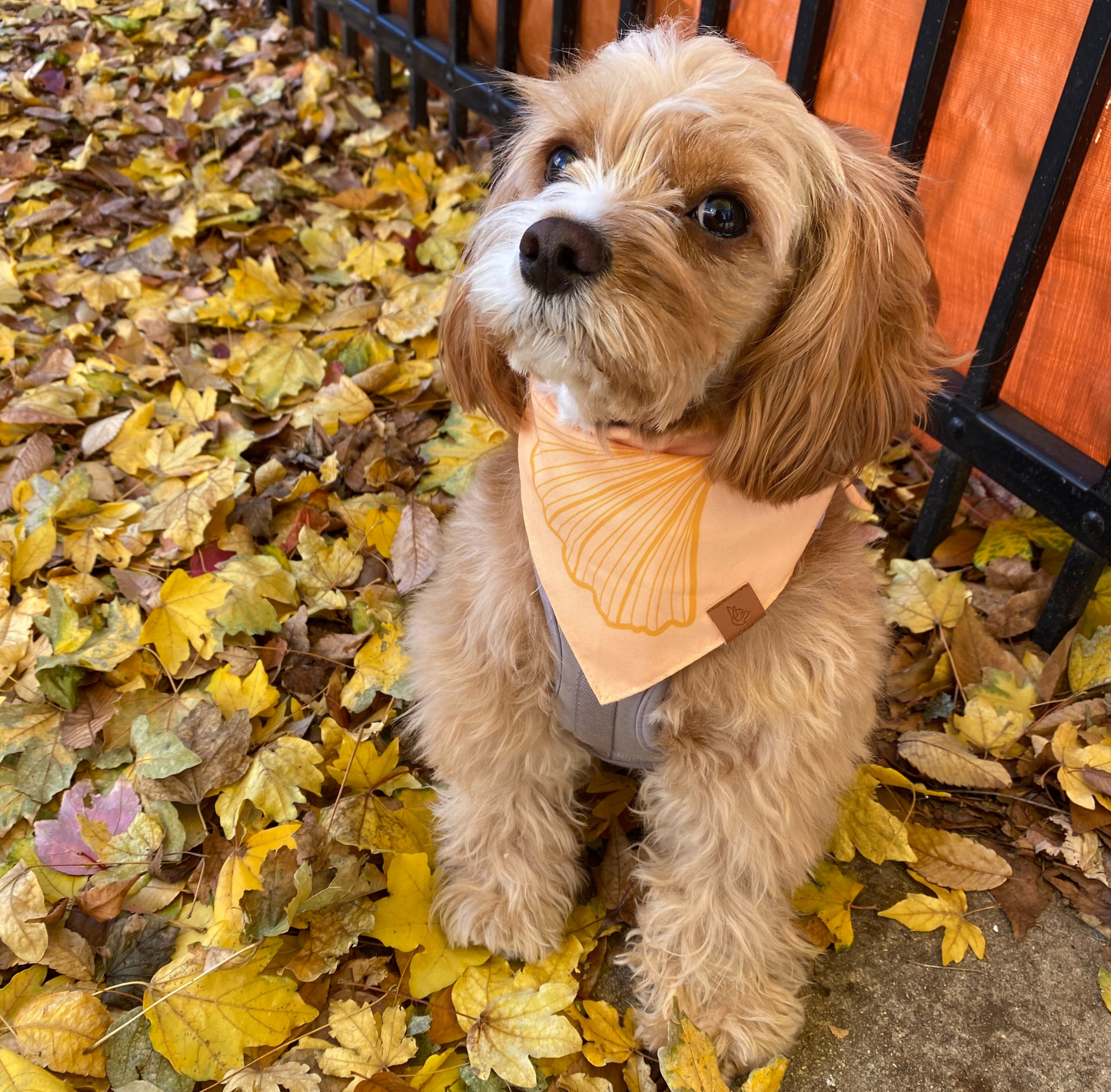 Ginkgo Leaf Pet Bandana
