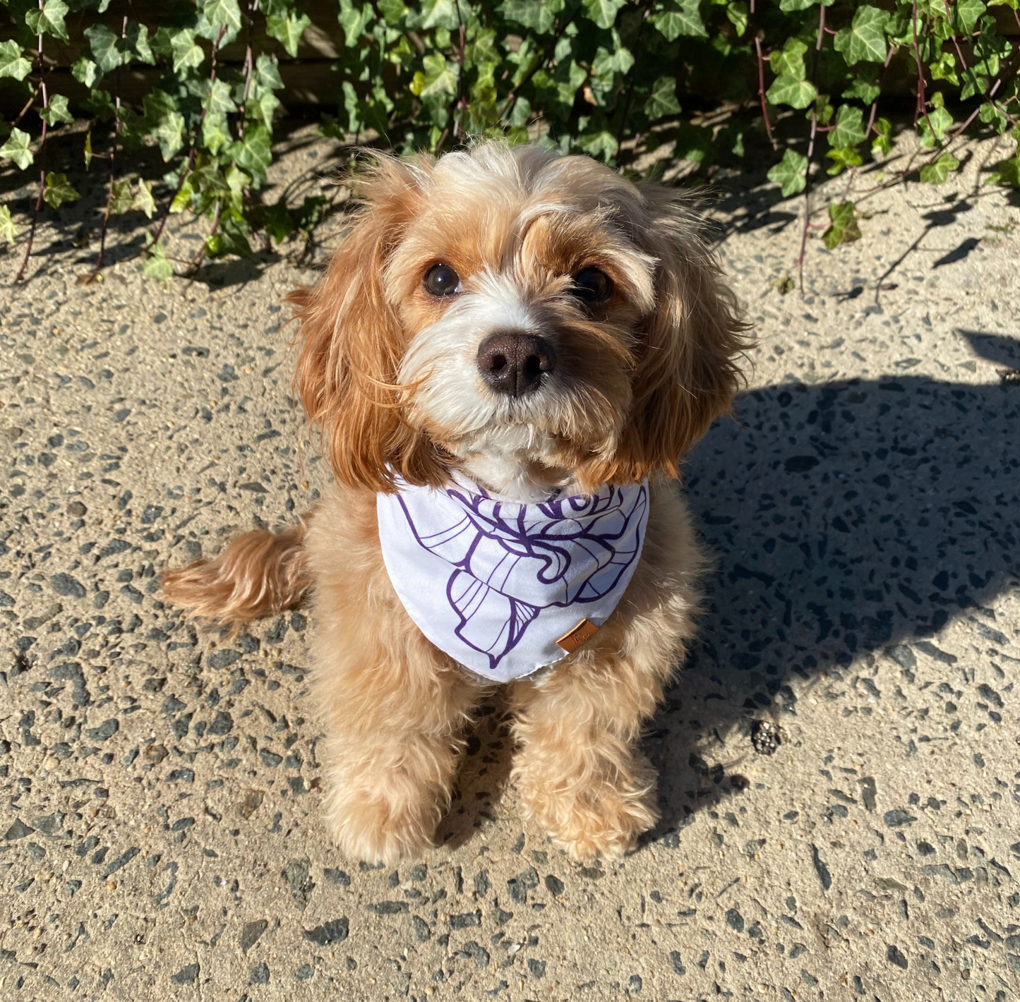 Porcelain Rose Pet Bandana